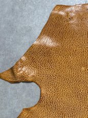 画像2: ケープシール　キャメル　オットセイ革　シールスキン　エキゾチックレザー (2)