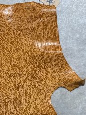 画像3: ケープシール　キャメル　オットセイ革　シールスキン　エキゾチックレザー (3)