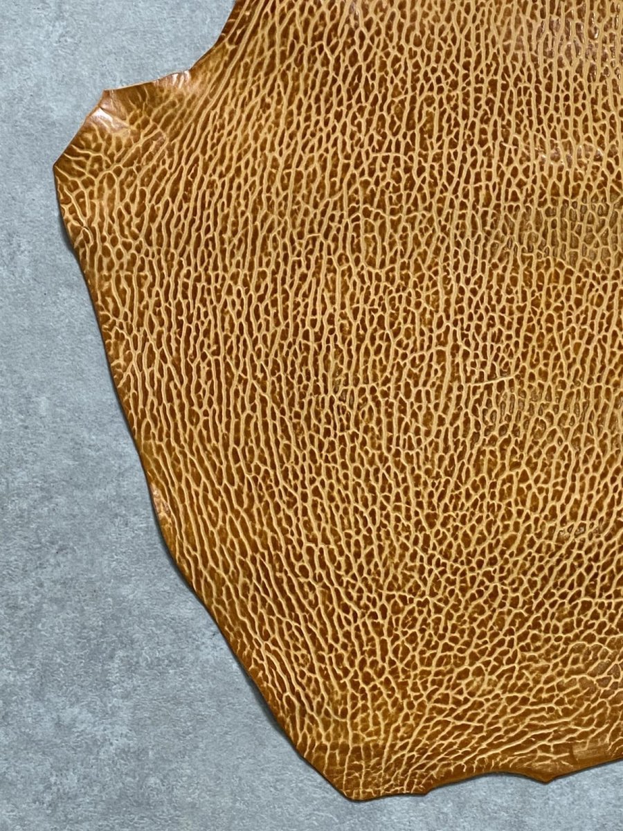 画像4: ケープシール　キャメル　オットセイ革　シールスキン　エキゾチックレザー (4)