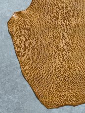 画像4: ケープシール　キャメル　オットセイ革　シールスキン　エキゾチックレザー (4)