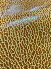 画像7: ケープシール　キャメル　オットセイ革　シールスキン　エキゾチックレザー (7)