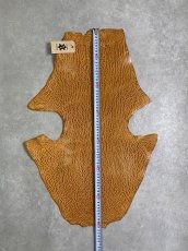 画像5: ケープシール　キャメル　オットセイ革　シールスキン　エキゾチックレザー (5)