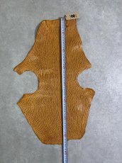 画像7: ケープシール　キャメル　オットセイ革　シールスキン　エキゾチックレザー (7)