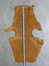 画像7: ケープシール　キャメル　オットセイ革　シールスキン　エキゾチックレザー (7)