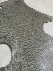 画像5: ケープシール　グレー　オットセイ革　シールスキン　 (5)