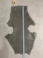 画像6: ケープシール　グレー　オットセイ革　シールスキン　 (6)
