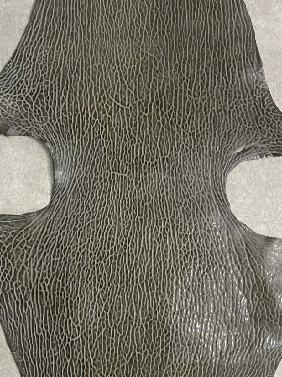 画像2: ケープシール　グレー　オットセイ革　シールスキン　 (2)
