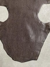 画像5: ケープシール　ニコチン　オットセイ革　シールスキン　エキゾチックレザー (5)