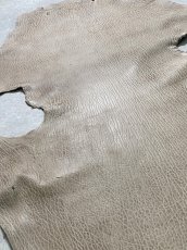 画像10: ケープシール　ブラウン　オットセイ革　シールスキン (10)
