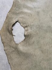 画像5: ケープシール　フォレストグリーン　オットセイ革　シールスキン (5)