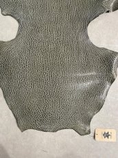 画像4: ケープシール　グレー　オットセイ革 (4)
