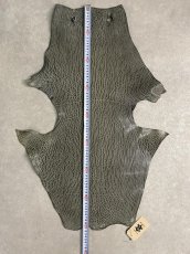 画像7: ケープシール　グレー　オットセイ革 (7)