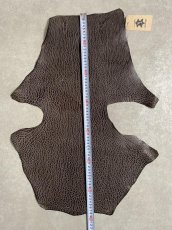 画像6: ケープシール　ニコチン　オットセイ革　シールスキン　エキゾチックレザー (6)