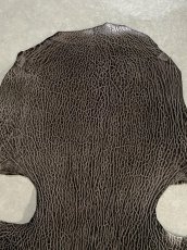 画像2: ケープシール　ニコチン　オットセイ革　シールスキン　エキゾチックレザー (2)