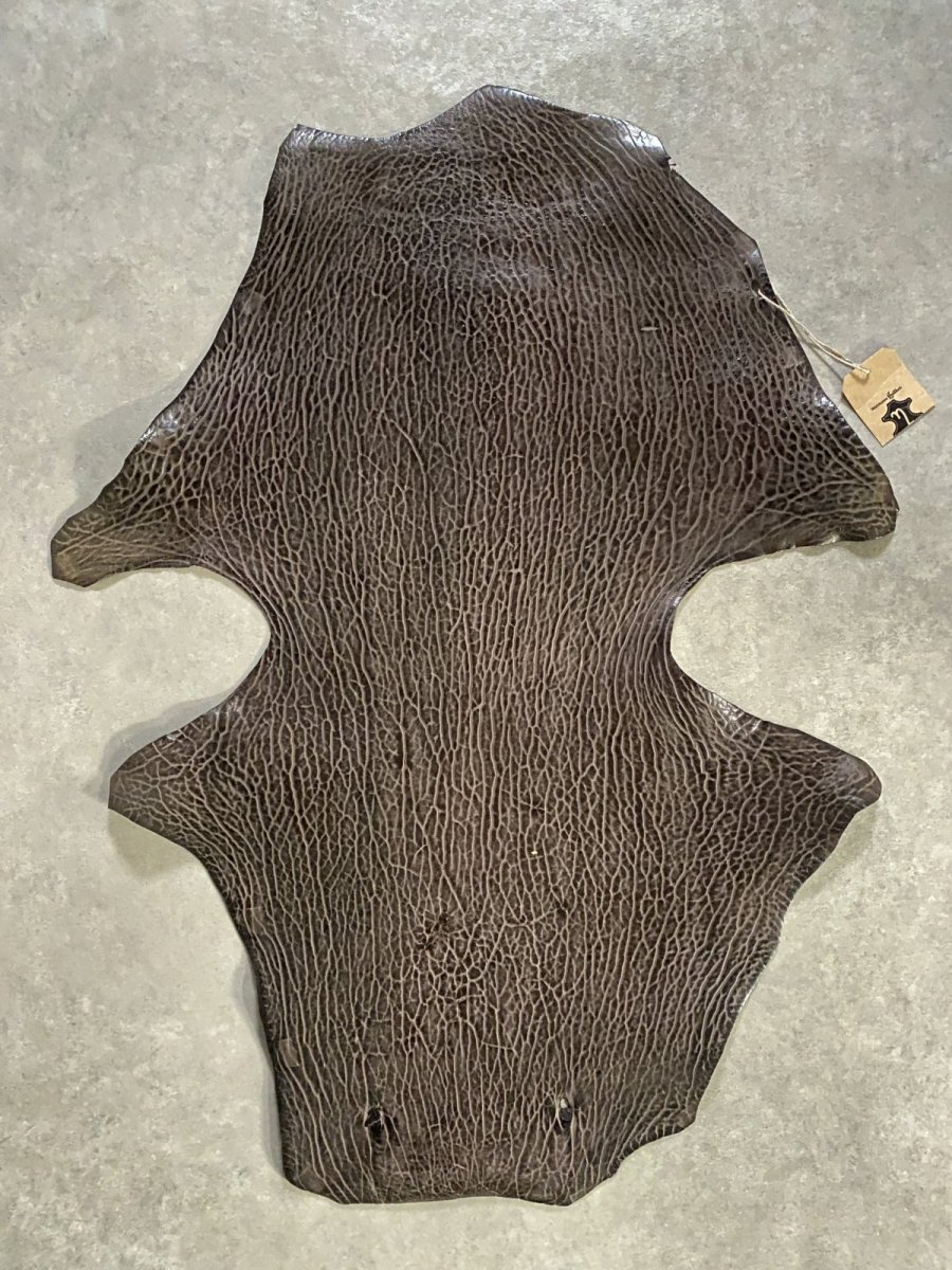 画像1: ケープシール　ニコチン　オットセイ革　シールスキン　エキゾチックレザー (1)