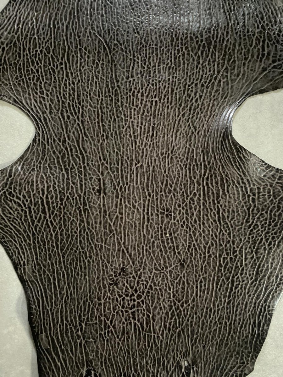 画像5: ケープシール　ニコチン　オットセイ革　シールスキン　エキゾチックレザー (5)