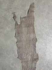 画像4: シャーク　バニラ×茶　サメ革　鮫革　シャークスキン　 (4)