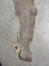画像6: シャーク　バニラ×茶　サメ革　鮫革　シャークスキン　 (6)