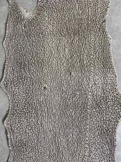 画像3: シャーク　バニラ×茶　サメ革　鮫革　シャークスキン　 (3)