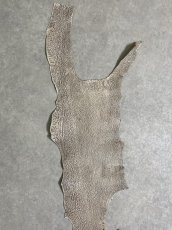 画像3: シャーク　バニラ×茶　サメ革　鮫革　シャークスキン　 (3)