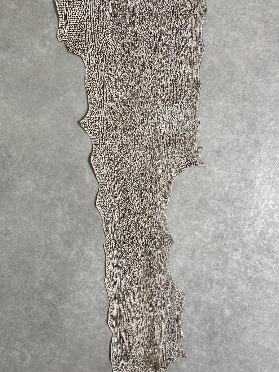 画像4: シャーク　バニラ×茶　サメ革　鮫革　シャークスキン　 (4)