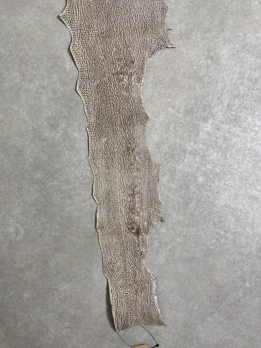 画像5: シャーク　バニラ×茶　サメ革　鮫革　シャークスキン　 (5)