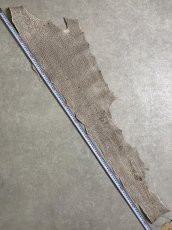 画像9: シャーク　バニラ×茶　サメ革　鮫革　シャークスキン　 (9)