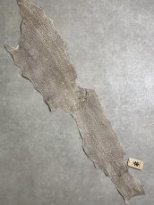 画像1: シャーク　バニラ×茶　サメ革　鮫革　シャークスキン　 (1)