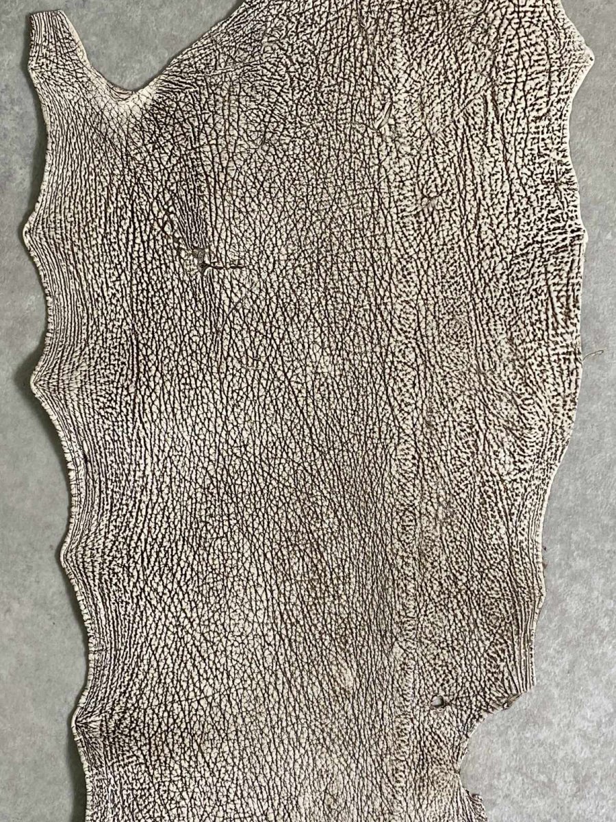 画像2: シャーク　バニラ×茶　サメ革　鮫革　シャークスキン　 (2)