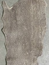 画像2: シャーク　バニラ×茶　サメ革　鮫革　シャークスキン　 (2)