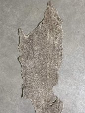 画像3: シャーク　バニラ×茶　サメ革　鮫革　シャークスキン　 (3)