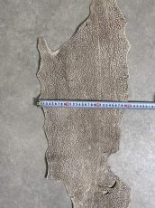 画像9: シャーク　バニラ×茶　サメ革　鮫革　シャークスキン　 (9)