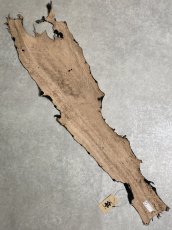 画像9: シャーク　エナメル　ブラック　サメ革 (9)