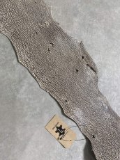 画像6: シャーク　バニラ×茶　サメ革　鮫革　シャークスキン　 (6)
