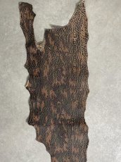 画像4: シャーク　迷彩吟スリ　鮫革　シャークスキン (4)