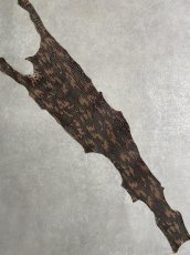 画像1: シャーク　迷彩吟スリ　鮫革　シャークスキン (1)