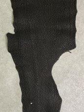 画像3: シャーク　ブラック　Aランク　鮫革　シャークスキン (3)