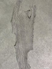 画像4: シャーク　バニラ×茶　サメ革　鮫革　シャークスキン　lot2 (4)