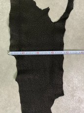 画像8: シャーク　ブラック　Aランク　鮫革　シャークスキン (8)
