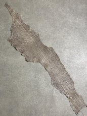 画像1: シャーク　バニラ×茶　サメ革　鮫革　シャークスキン　 (1)