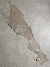 画像1: シャーク　バニラ×茶　サメ革　鮫革　シャークスキン　 (1)