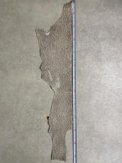 画像6: シャーク　バニラ×茶　サメ革　鮫革　シャークスキン　 (6)