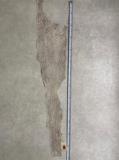 画像8: シャーク　バニラ×茶　サメ革　鮫革　シャークスキン　 (8)