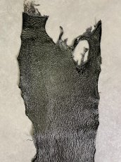 画像5: シャーク　サメ革　鮫革　シャークスキン　エナメル　ブラック (5)