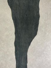画像5: シャーク　ヌバック　グリーン　サメ革　鮫革　シャークスキン (5)