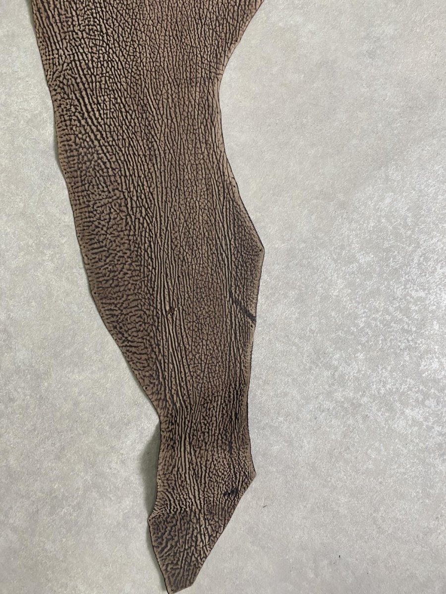 画像6: シャーク　ヌバック　ブラウン  鮫革 (6)