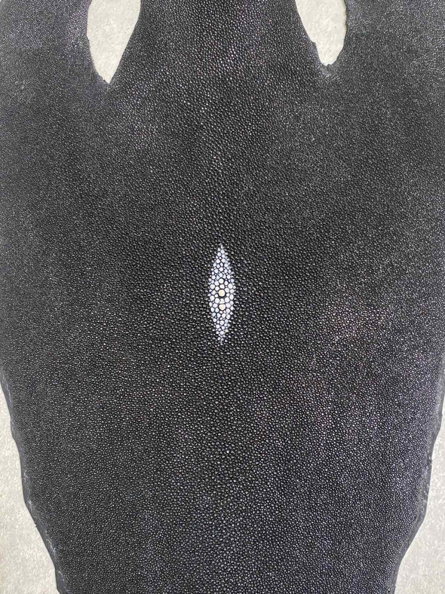 画像3: スティングレイ　ブラック　10インチ　エイ革　ガルーシャ (3)