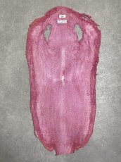 画像7: スティングレイ　吟スリ　ロング　ピンク　8インチ　エイ革　ガルーシャ (7)