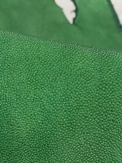 画像6: スティングレイ　グリーン　８インチ　エイ革　ガルーシャ (6)