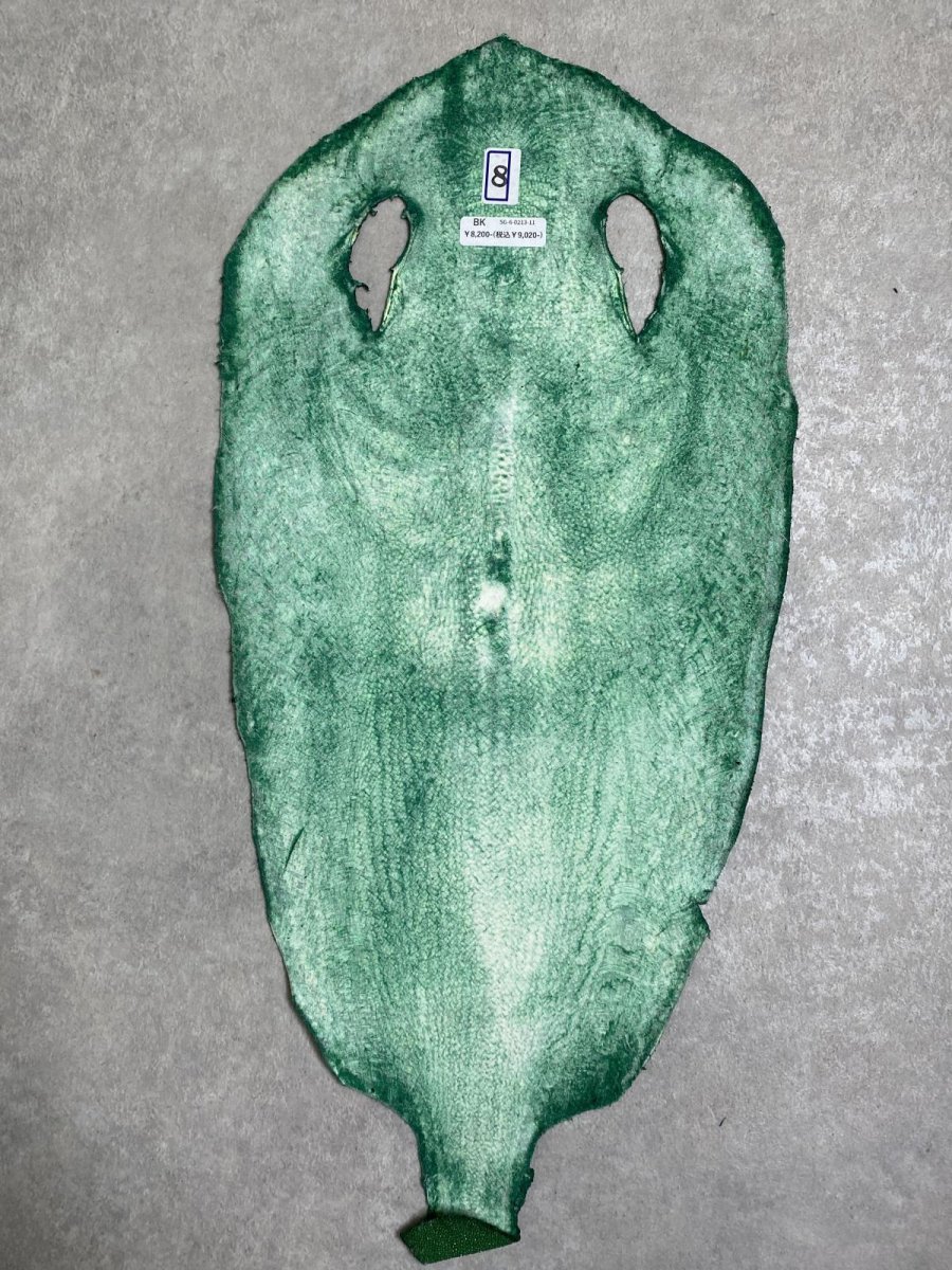 画像7: スティングレイ　グリーン　８インチ　エイ革　ガルーシャ (7)